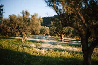 A sunlit olive grove with rows of healthy olive trees stretching into the distance under a clear blue sky.