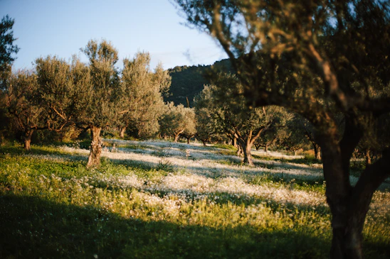 A sunlit olive grove with rows of healthy olive trees stretching into the distance under a clear blue sky.