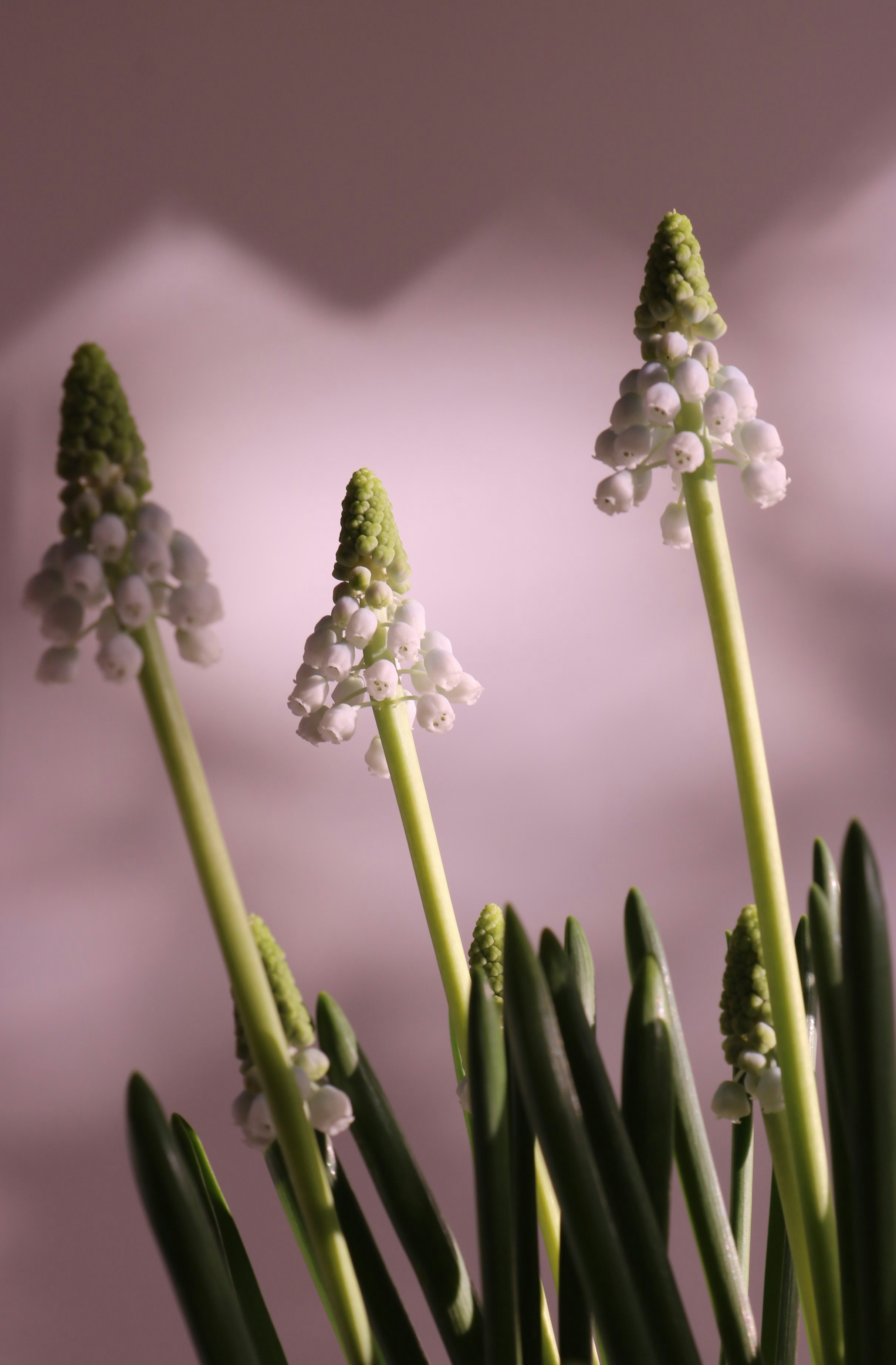 a close up of a bunch of flowers in a vase