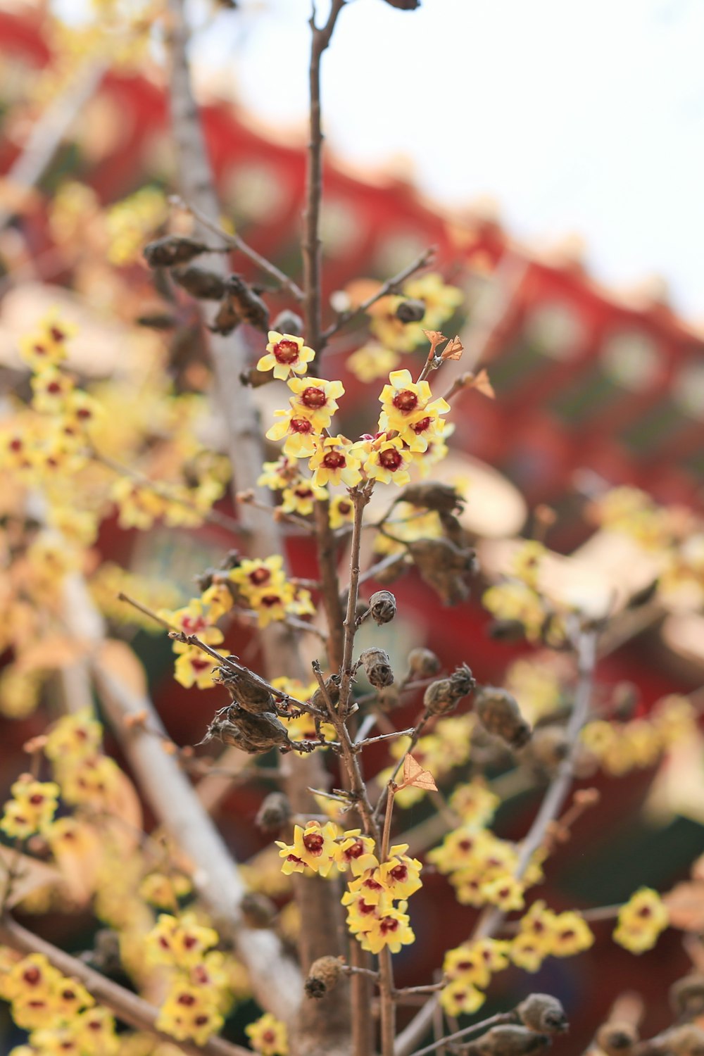 a close up of a small tree with yellow flowers