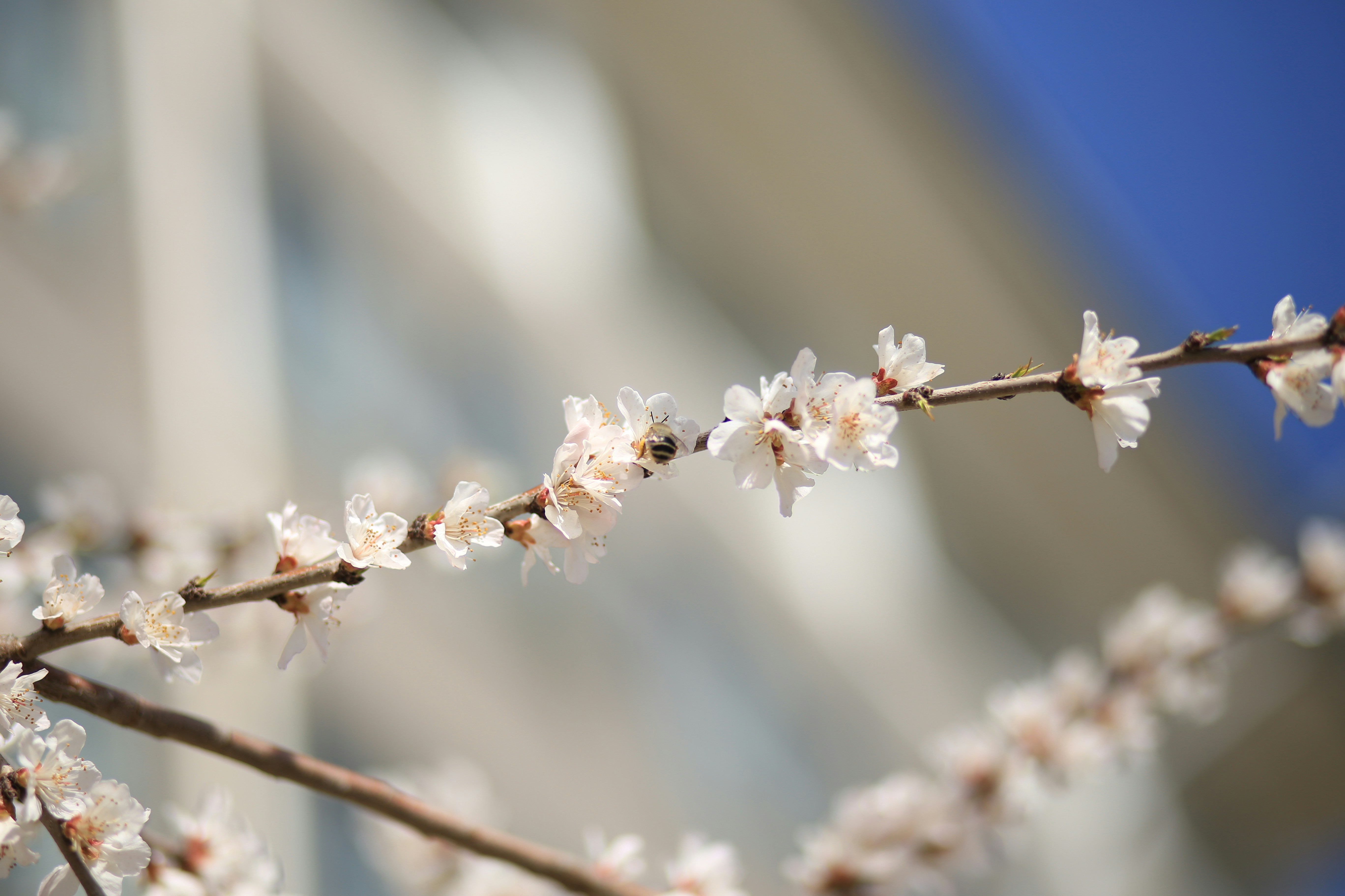 A branch with white flowers in front of a building photo – Free Flower ...