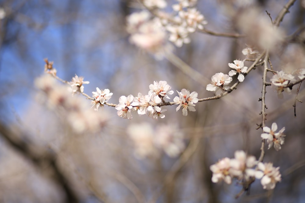 a branch of a tree with white flowers