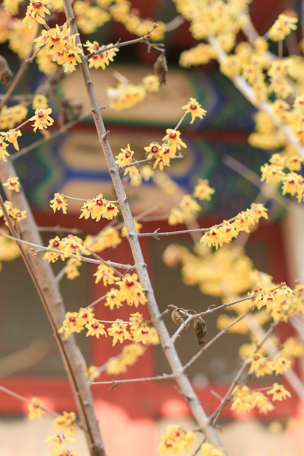 a small tree with yellow flowers in front of a building
