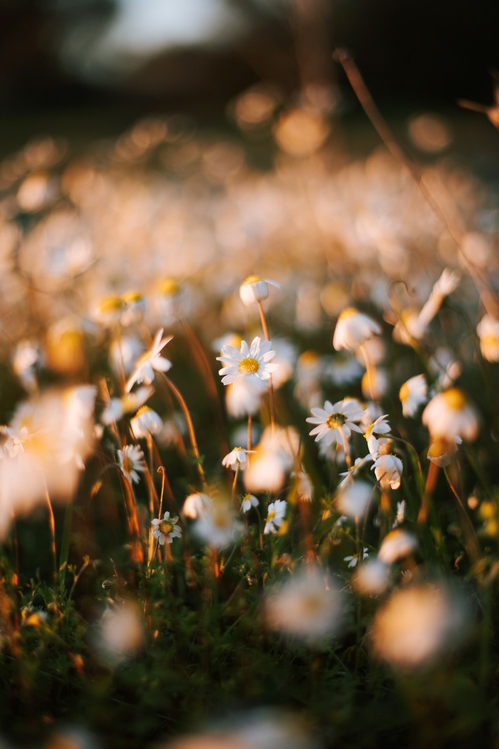 a field full of white daisies in the sunlight