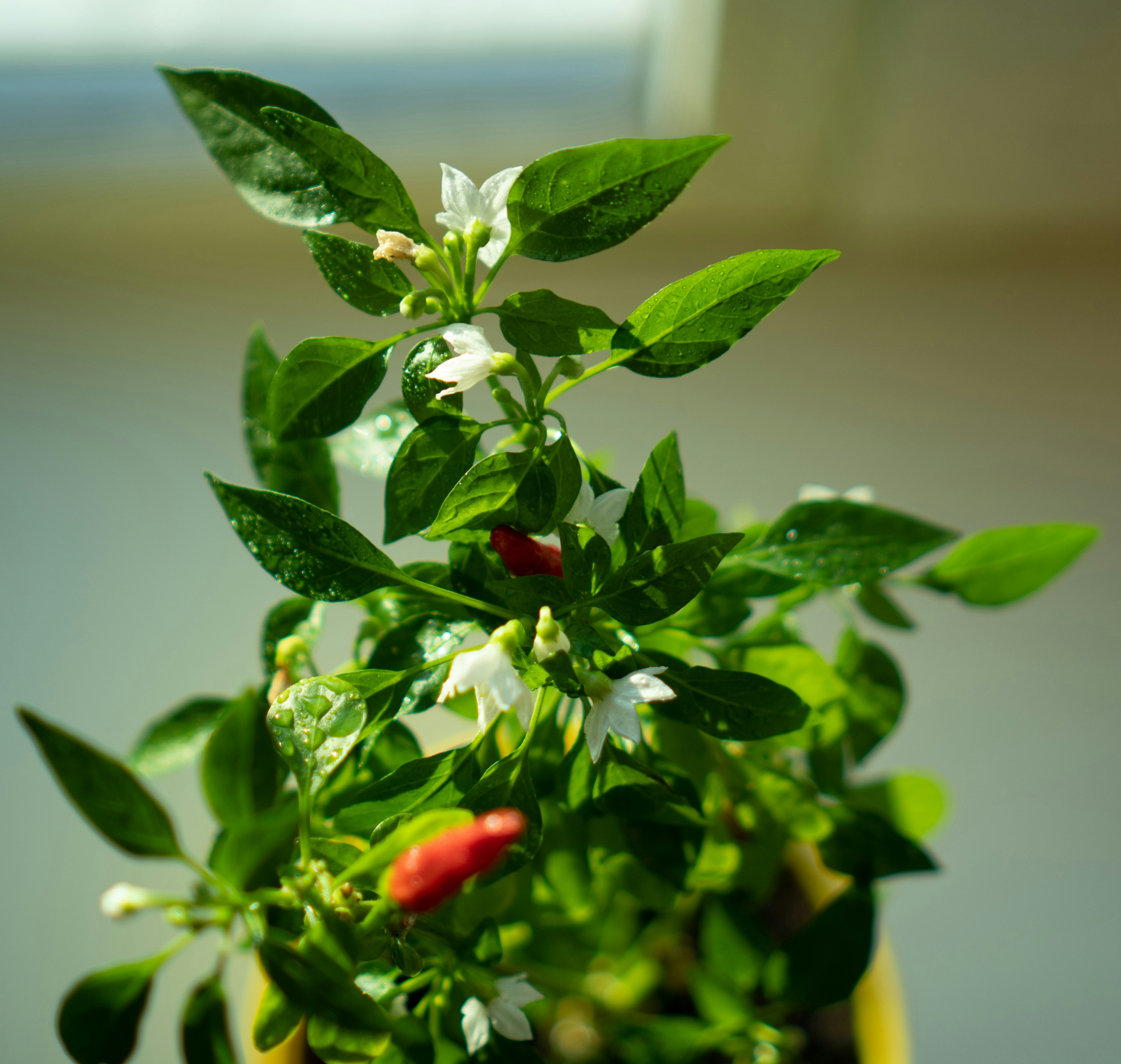 Tips Merawat Cabe Saat Musim Hujan dengan Pupuk Trichoderma