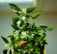 A small pepper plant with vibrant green leaves and white flowers. Among the foliage, a couple of bright red chili peppers can be seen growing. The sunlight highlights water droplets on the leaves, suggesting recent watering.