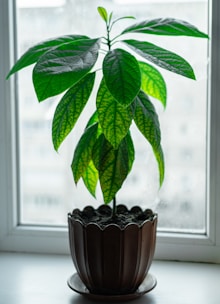 A charming potted plant with lush green leaves sitting by a sunny window.