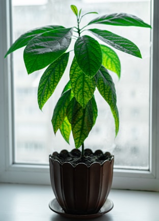 A lush green potted plant with bright leaves displayed near a sunny window