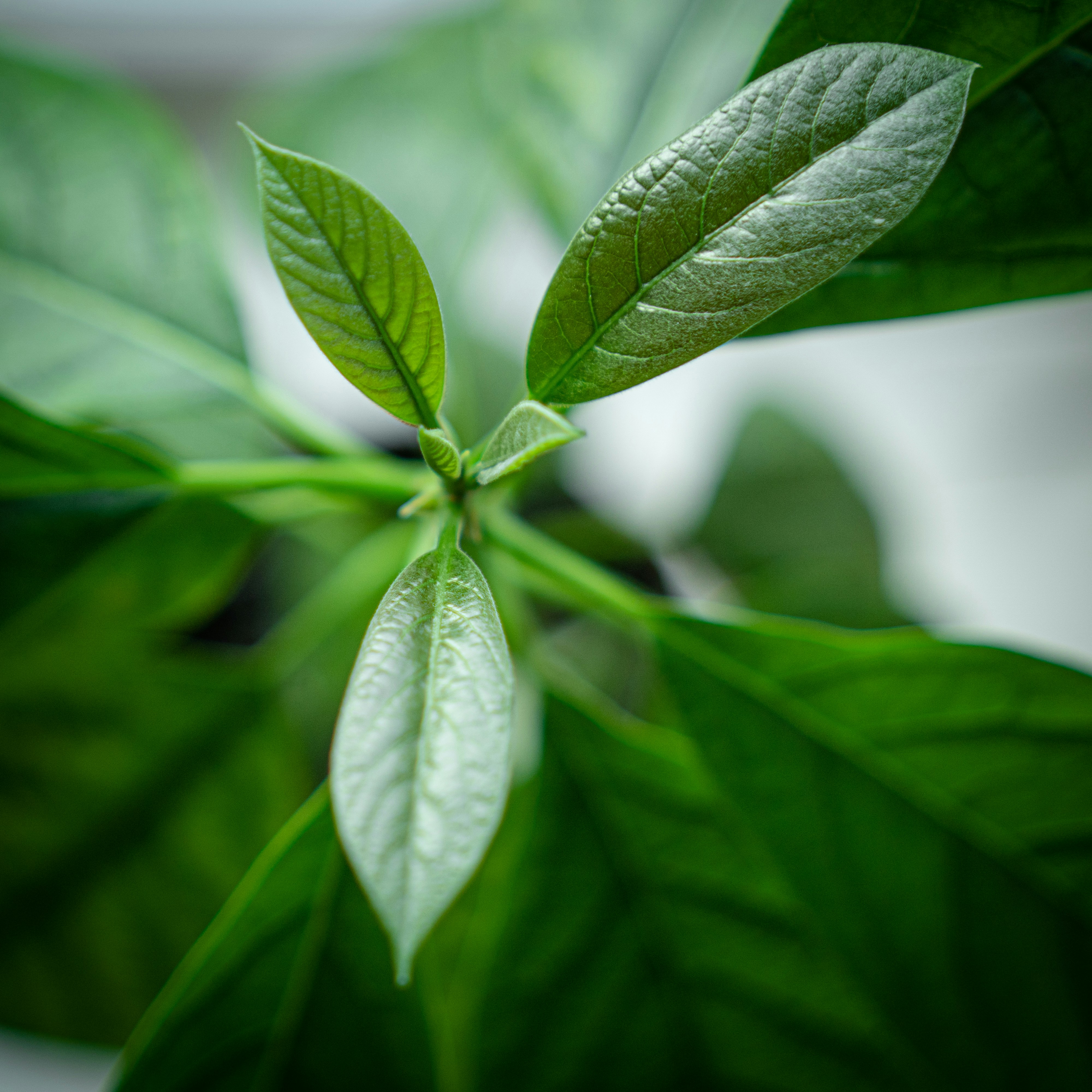 Energía renovada vital