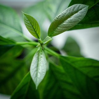 A close-up of green leaves symbolizing nature and growth.