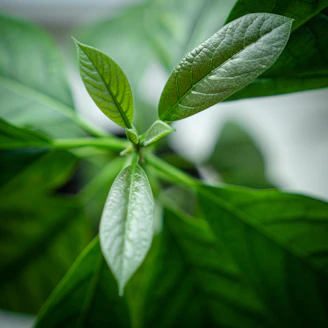 Photo of bright green fresh leaves symbolizing growth and vitality.