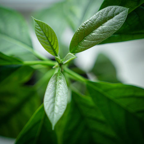 A close-up of green leaves swaying lightly in the breeze, symbolizing freshness and growth.