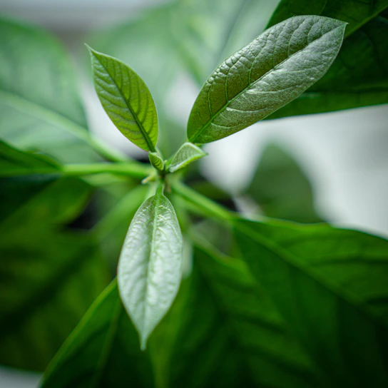 Photo of bright green fresh leaves symbolizing growth and vitality.
