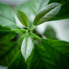 A close-up view of fresh green leaves with detailed textures and vibrant color, creating a sense of natural growth and vitality.