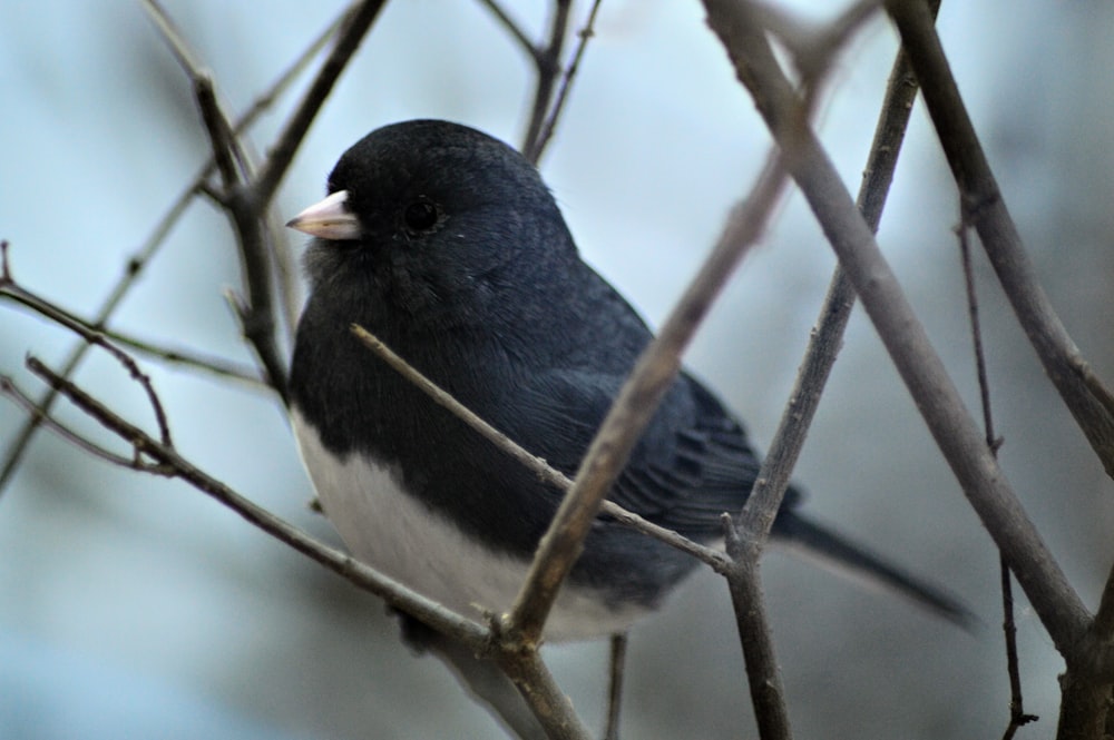 a black and white bird sitting on a tree branch