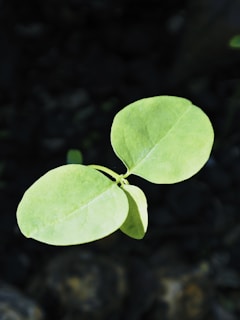 Fresh green leaves representing natural niacinamide source