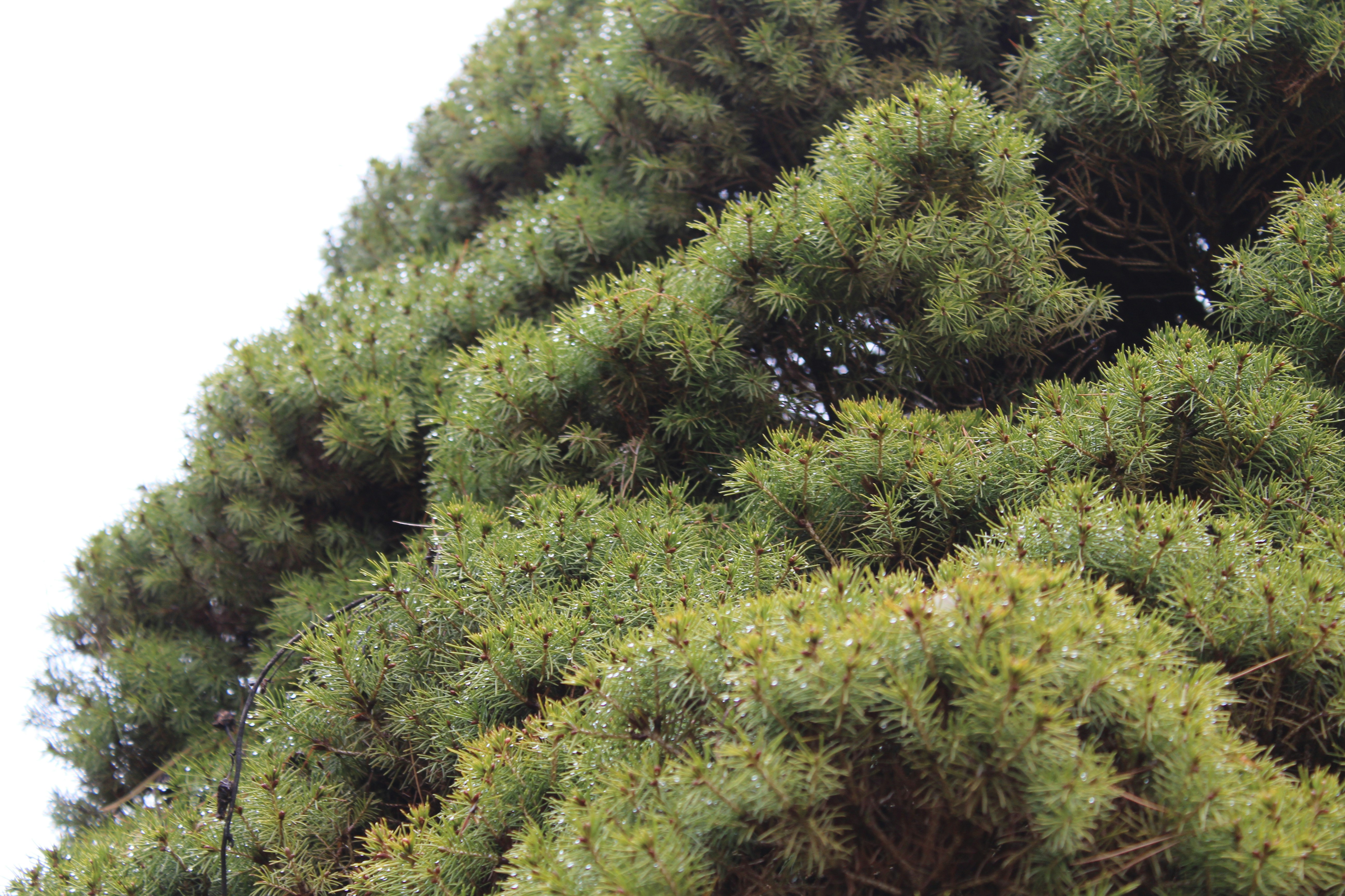 Un oiseau perché au sommet d’un arbre vert