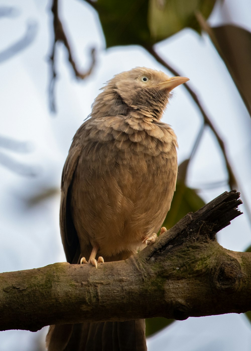 a bird sitting on a branch of a tree