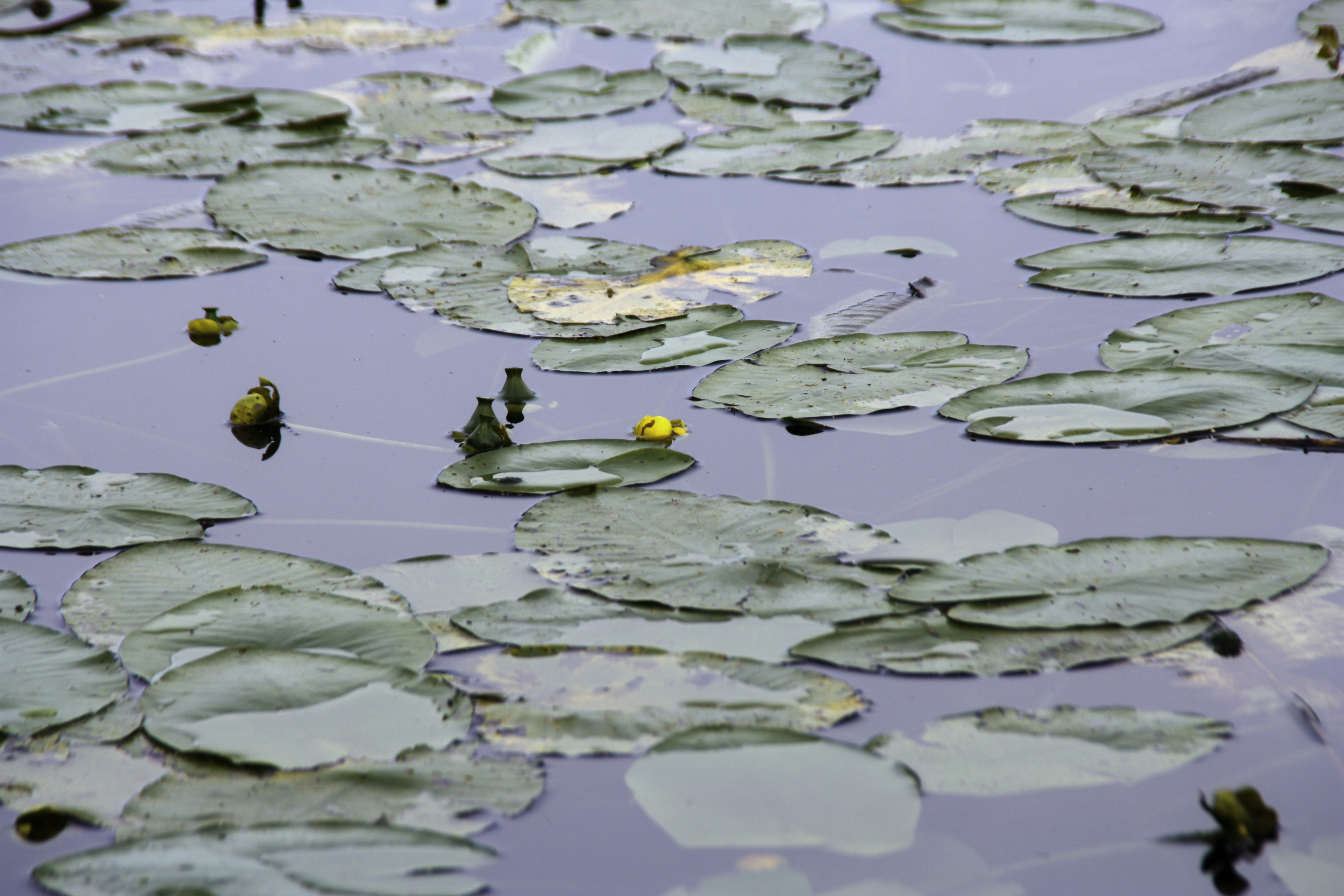 Photo by yaroslav_kush