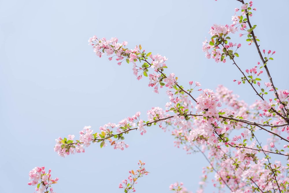 a branch with pink flowers against a blue sky
