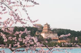Serene view of cherry blossoms framing a traditional Japanese shrine.
