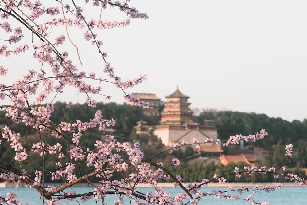 a tree with pink flowers in front of a body of water