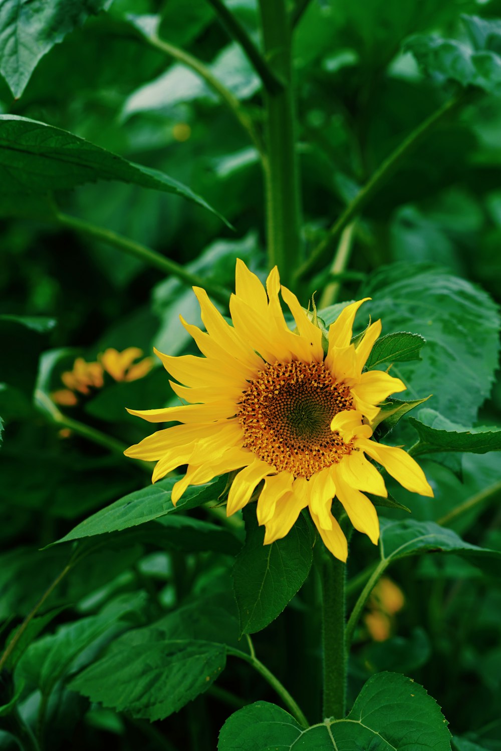 a large yellow sunflower surrounded by green leaves