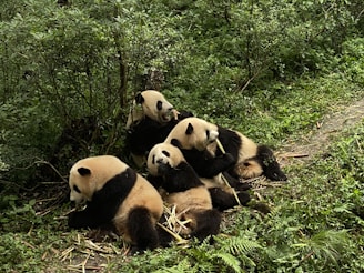 Four pandas are sitting and lying down amidst dense green foliage. They appear to be chewing on bamboo sticks with a relaxed demeanor.