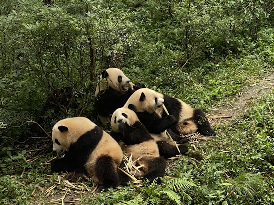 Four pandas are sitting and lying down amidst dense green foliage. They appear to be chewing on bamboo sticks with a relaxed demeanor.