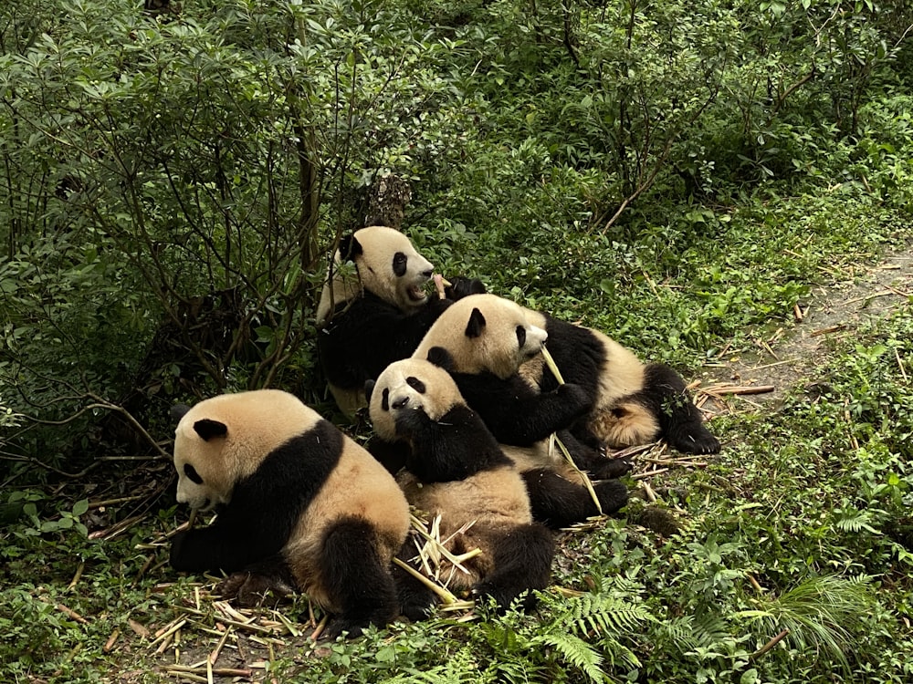 a group of panda bears sitting in the grass