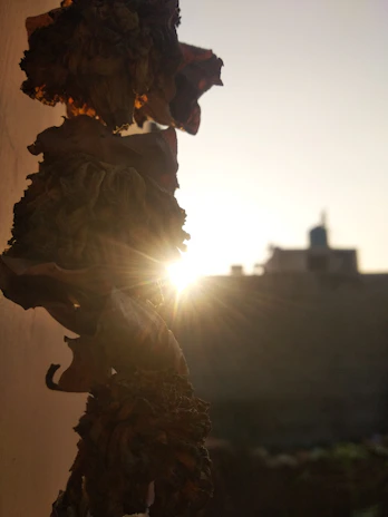 Golden solar-dried herbs hanging gently in a warm breeze against a clear blue sky.