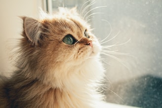 Close-up of a British Longhair cat's plush fur and curious green eyes peeking through a sunlit window.