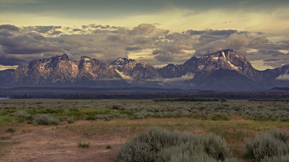 Un campo con un camino de tierra y montañas al fondo