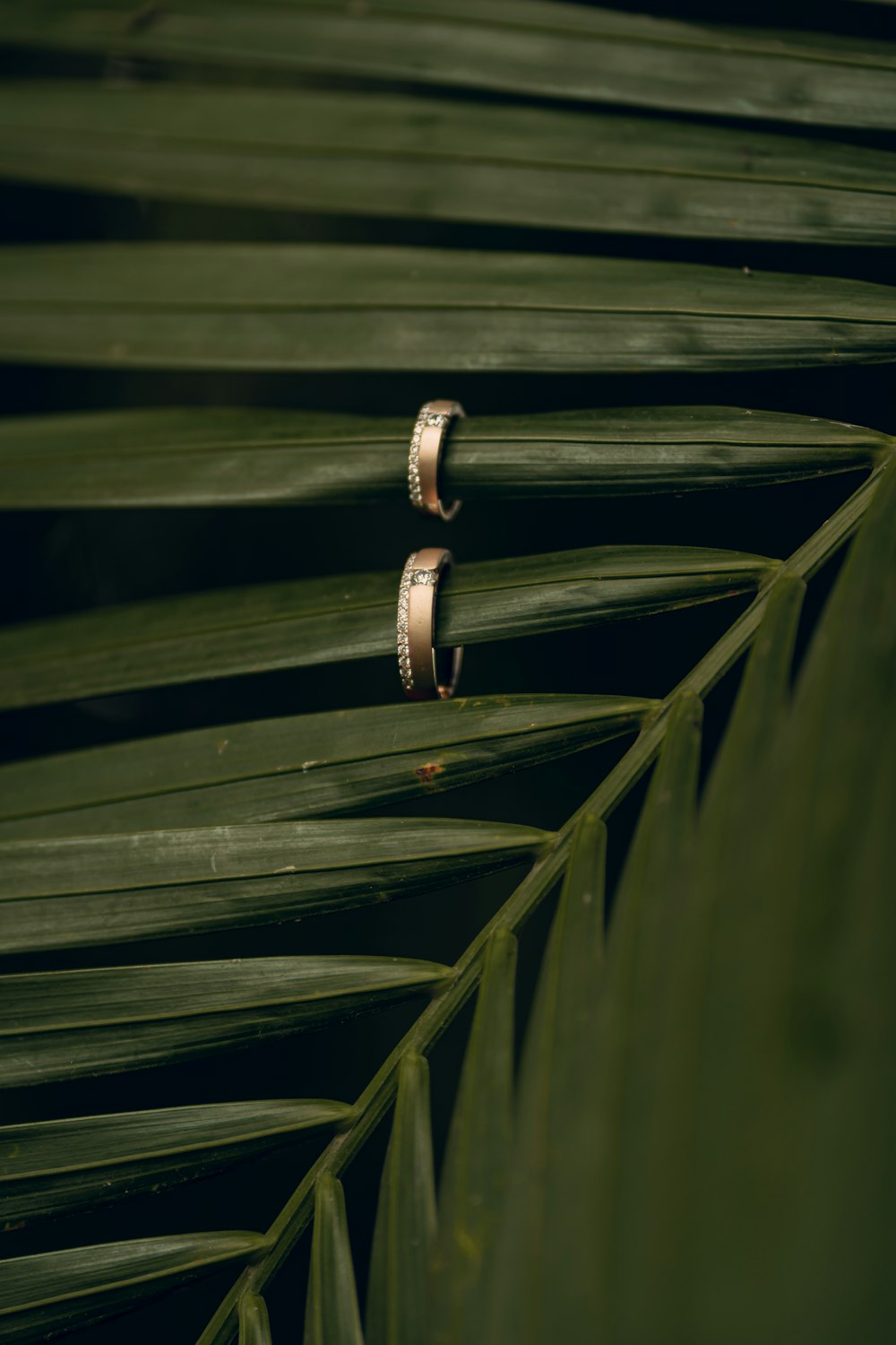 a couple of rings sitting on top of a palm leaf