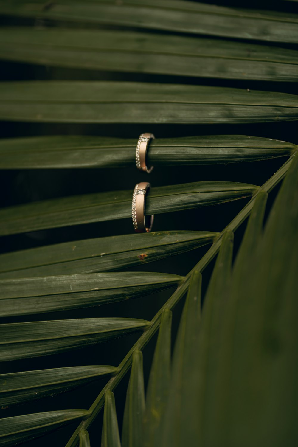 Un par de anillos sentados encima de una hoja de palma