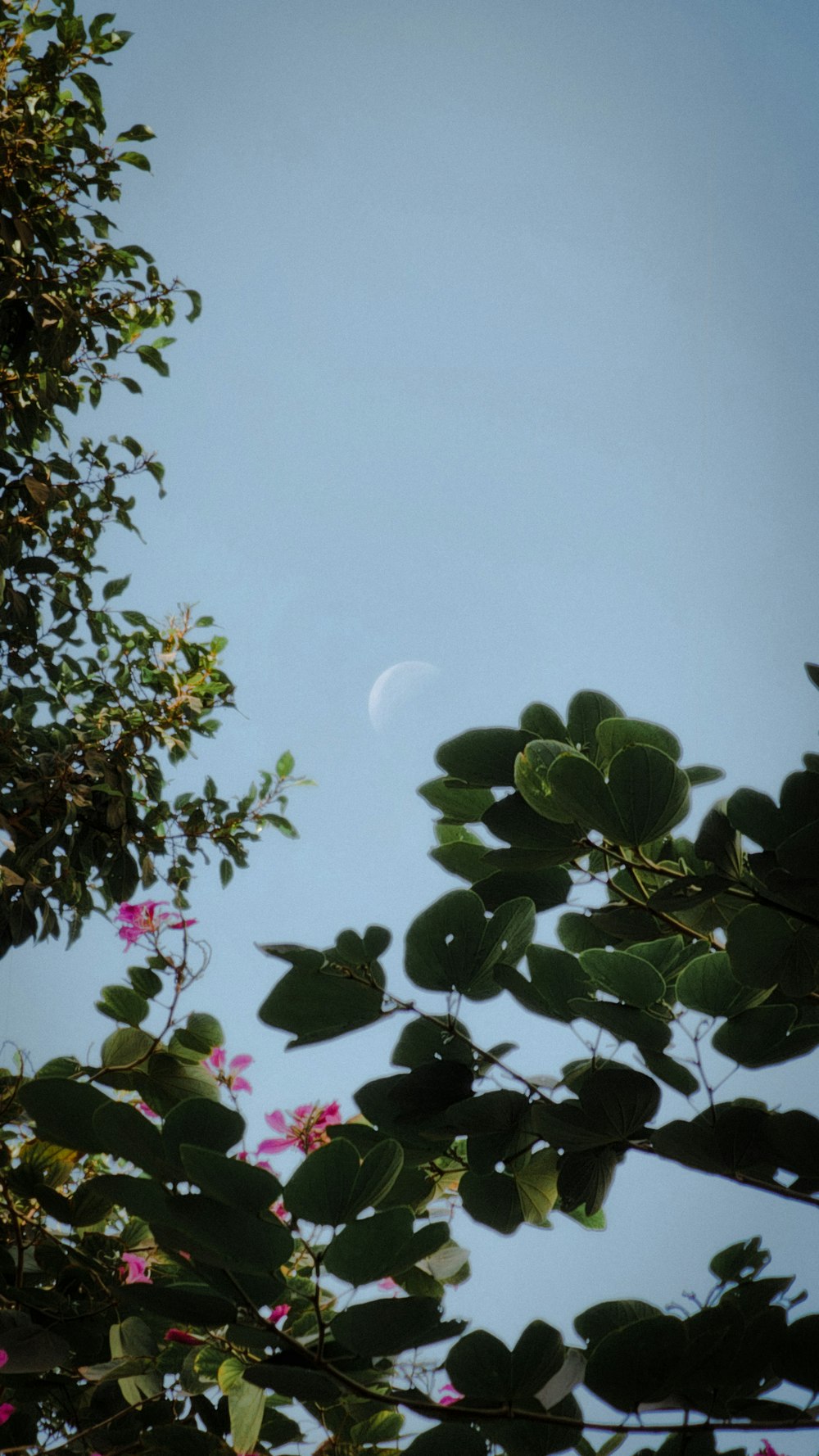 a full moon seen through the leaves of a tree