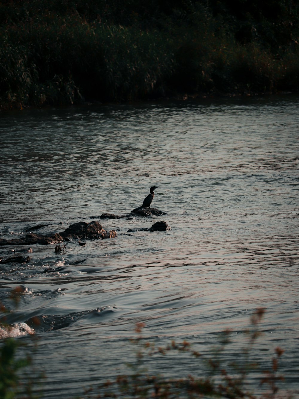 a bird is sitting on a rock in the water