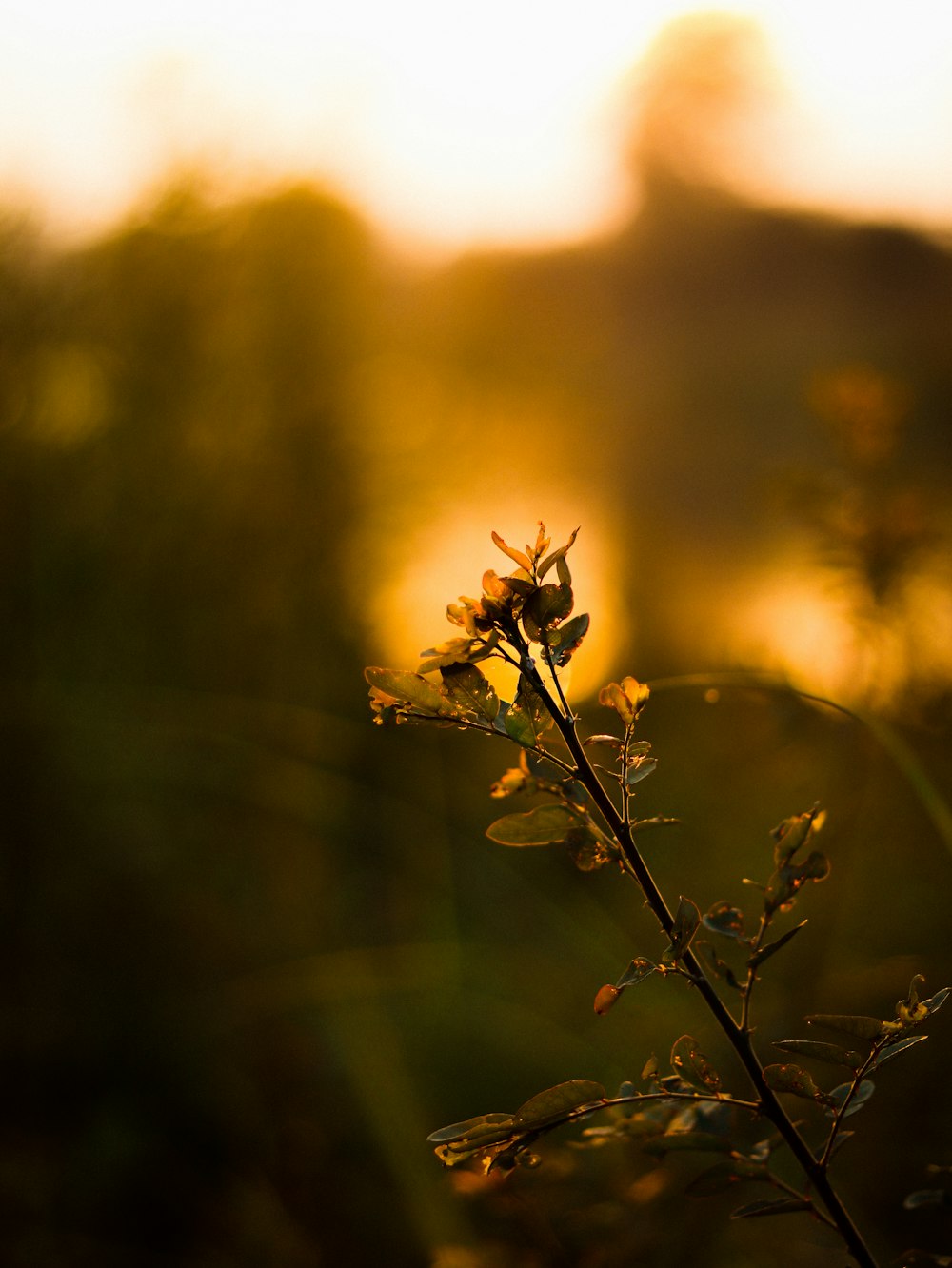 a plant in the foreground with the sun in the background