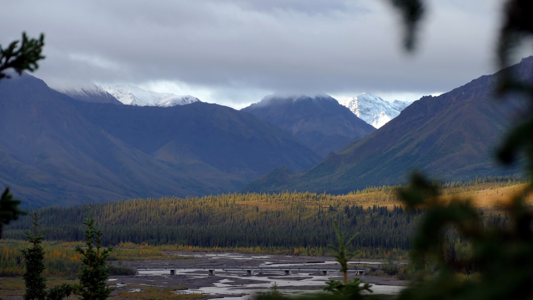 Spot Bears, Whales, and More on, photo 5