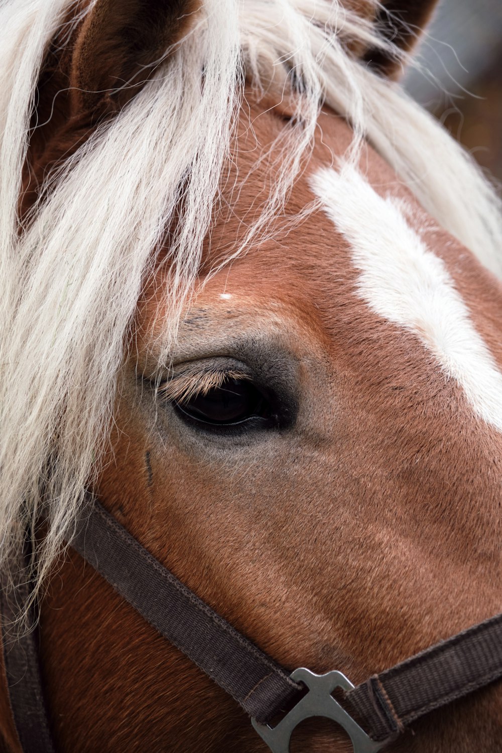 a close up of a horse with white hair