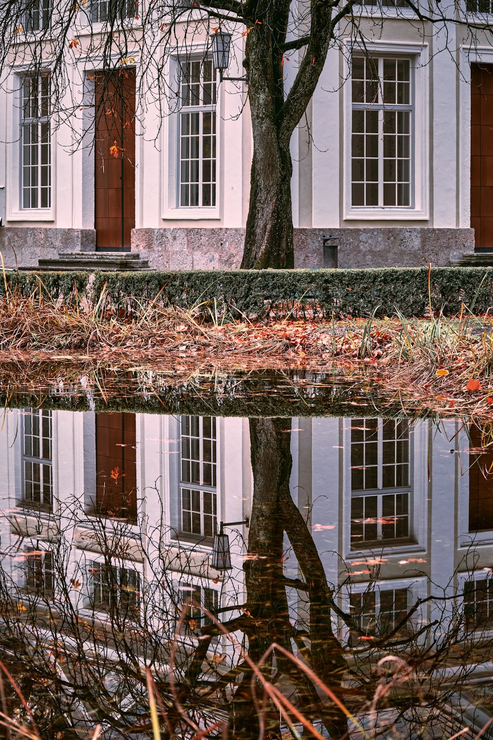 a tree is reflected in a puddle of water