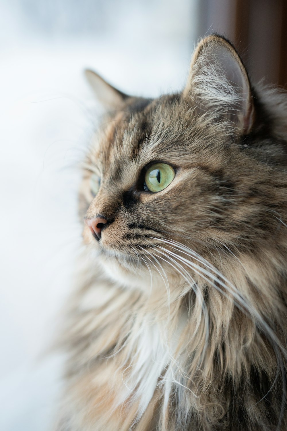 a long haired cat looking out a window