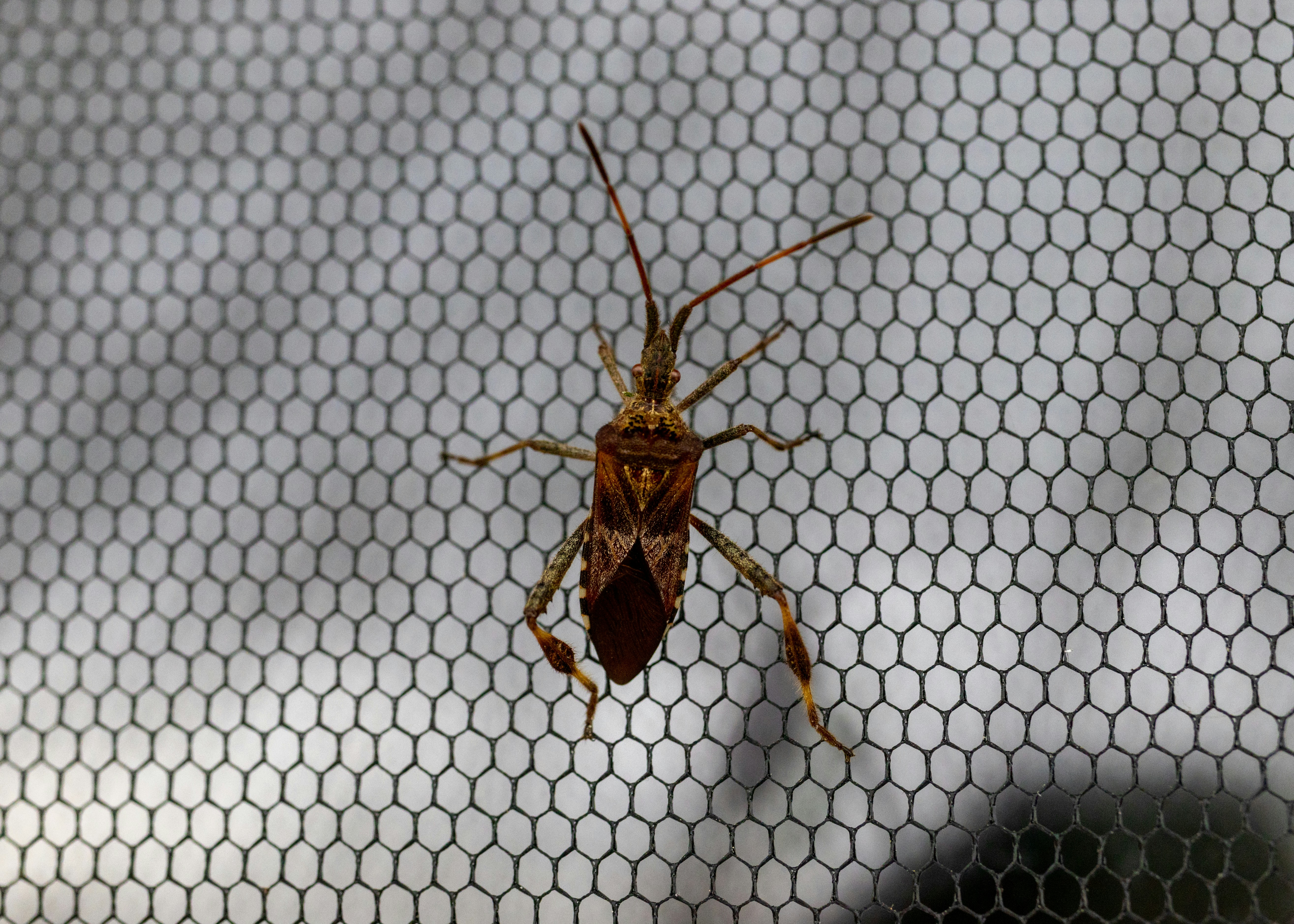 Un error que está sentado en una red foto – Imagen de Insecto gratuita ...