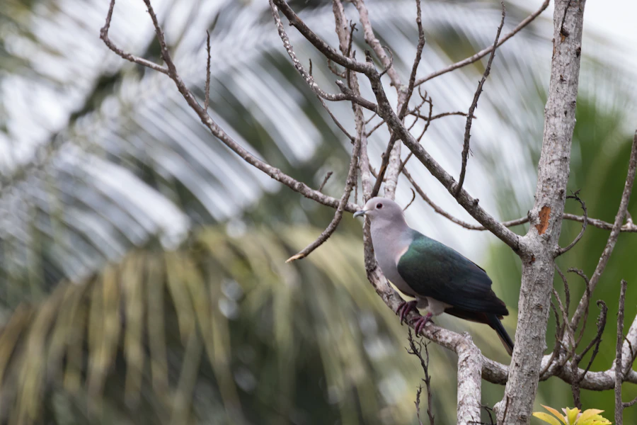 A green imperial pigeon perched in tropical foliage in Sri Lanka