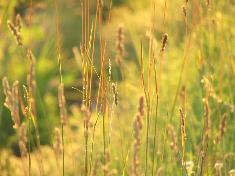 a close up of a field of tall grass