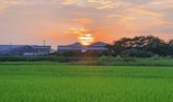 A vibrant sunset over the Acholi landscape with clean, green fields