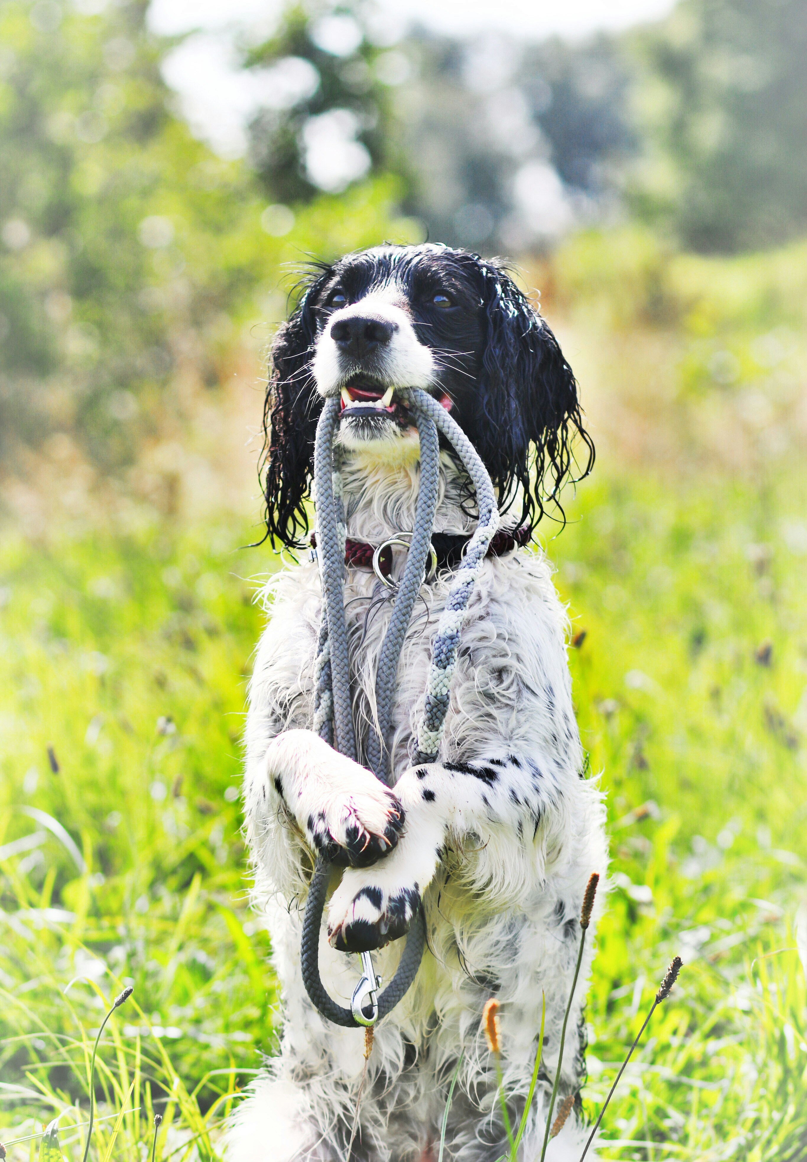 a black and white dog holding a leash in its mouth