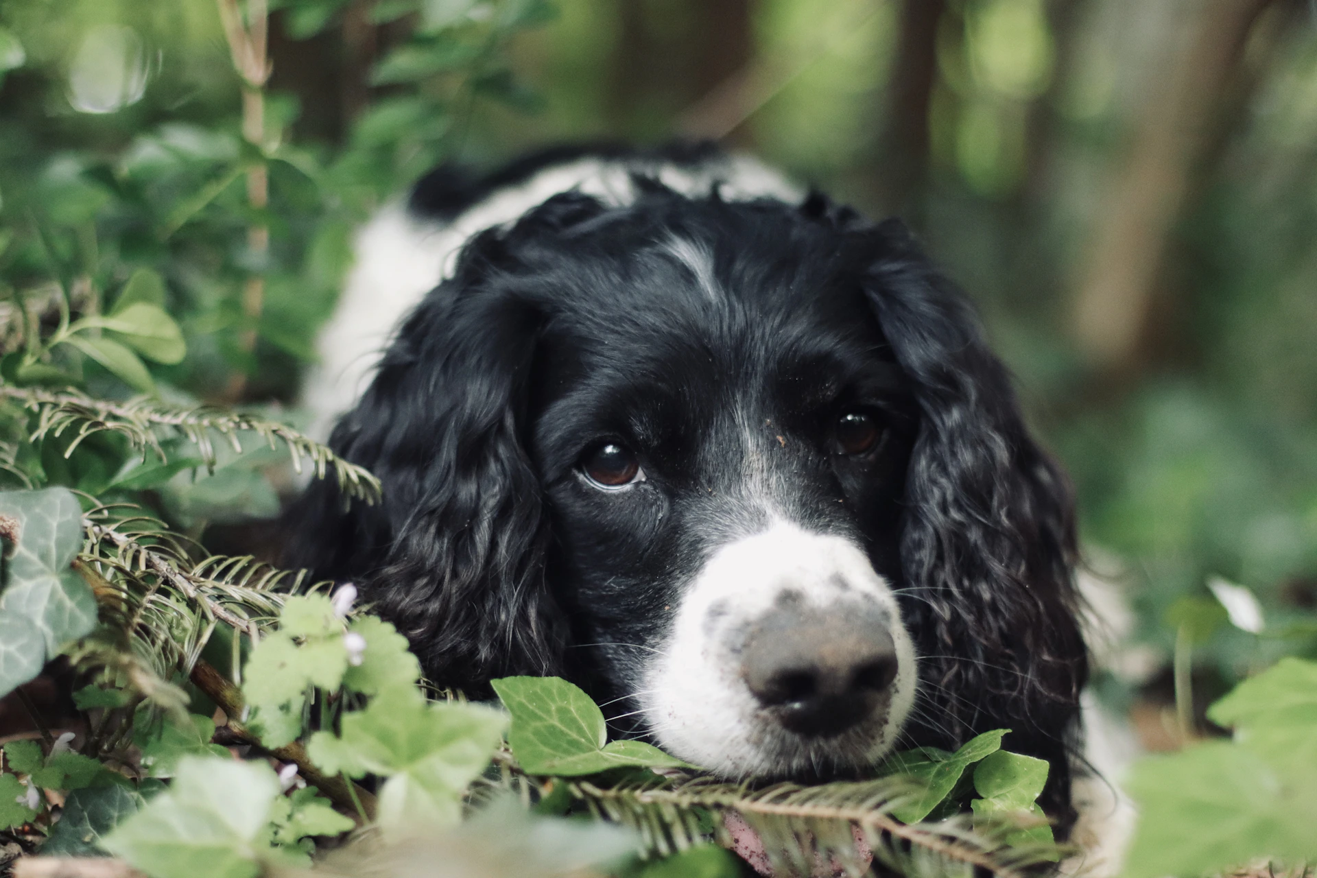 a black and white dog laying in the leaves