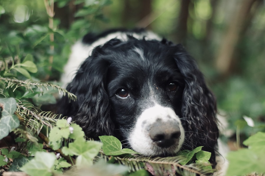English Springer Spaniel Care Guide: Energy, Training and Health