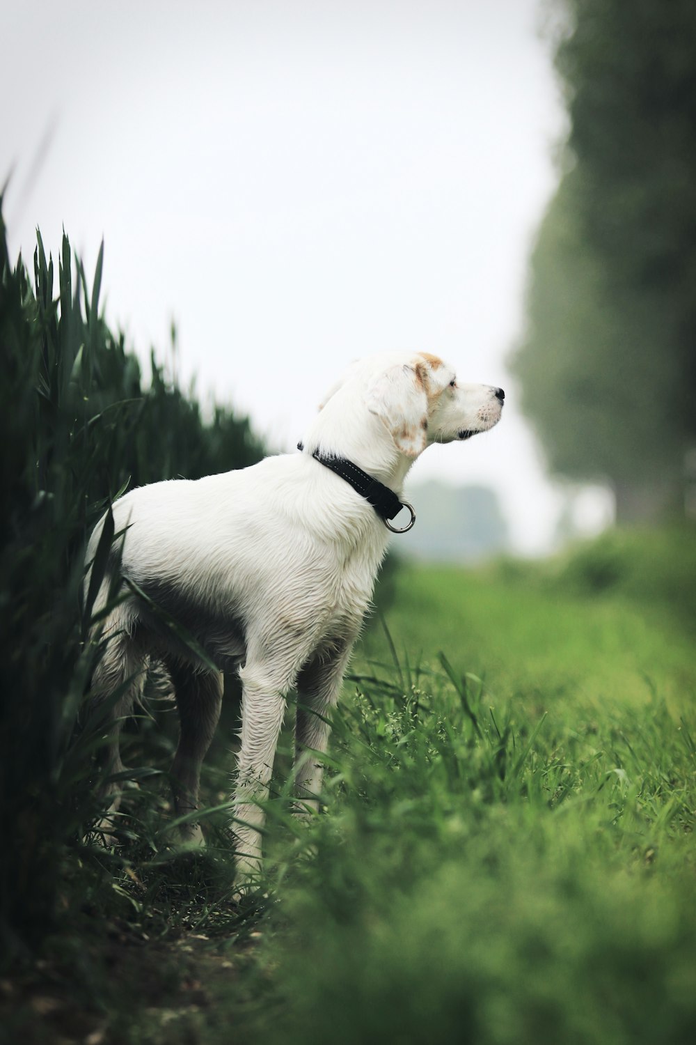 a white dog is standing in the grass